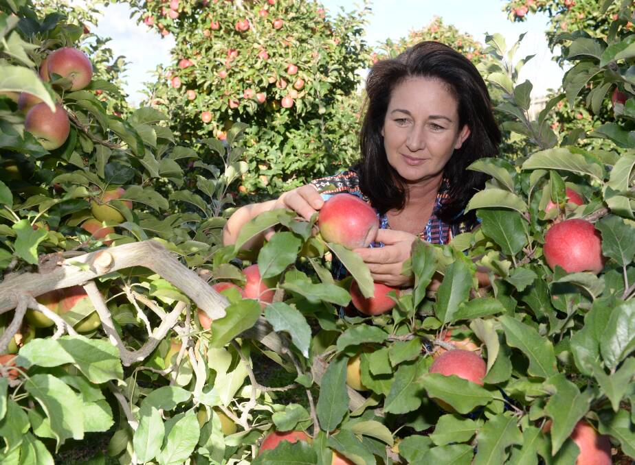 Orange orchardist and Nuffield Scholar Fiona Hall among Pink Lady apples ready for harvest at Bonny Glen Fruits. She predicts future consolidation of the industry with new exports and value-adding opportunities at the forefront.