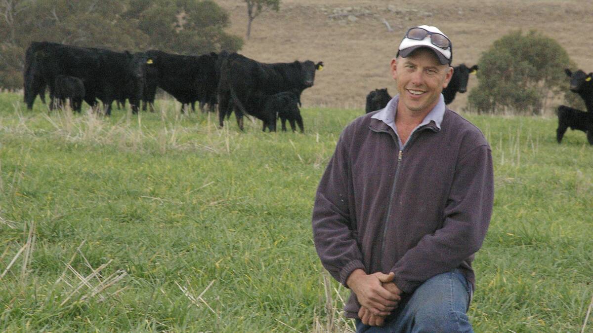 Richard Thompson with three-year-old Angus cows with the first calves grazing on barley at “Ballantyne”, Cassilis. He plans to increase his breeder numbers from the current 500 upwards to 700 within the next six years.