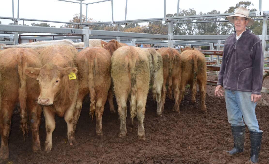 Henry Rouse, “Marchmont Park”, Coolah, with 11 Charolais sired heifer calves, 10 to 11 months, from Shorthorn and Angus/Shorthorn cows (August/September 2016 drop) which sold for $1050 a head at Dunedoo last Thursday.