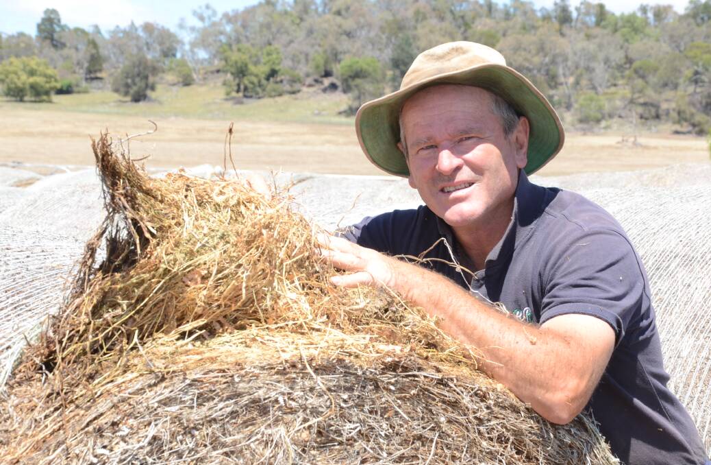 Kevin Welsh inspects the high quality of hay among 140 round bales of biserrula he baled last year after a very wet winter and spring.