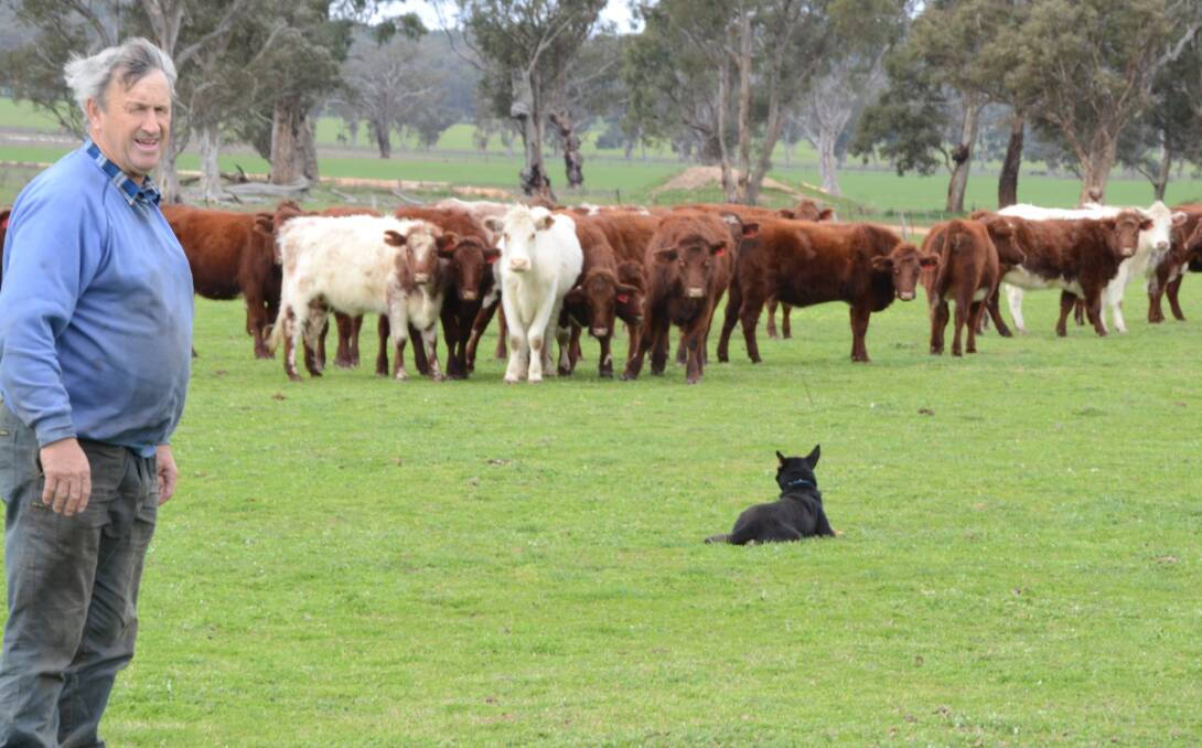 Ronald Bowman checks his paddock of 40 first-calver replacement heifers with his best Kelpie work dog, "Jed" at "Meruthera", Dunedoo.