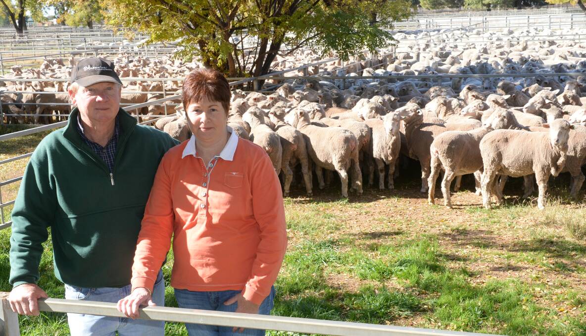 Hugh and Cheryl McMahon, "Rangi", Tullamore, paid $196 top Merino money for 228, 2011 drop, Egelabra blood ewes, sold by Medowood Partnership, Tottenham, Merino scanned-in-lamb to White Suffolk rams to lamb early July.