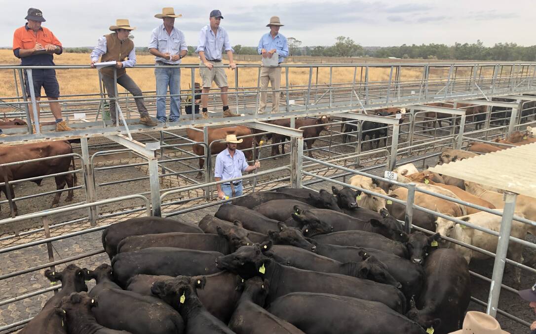 Carter Lindsay and Weber selling team sold this pen of heifers for 326.2c/kg at Dubbo's prime cattle sale last Thursday with heifers and steers busting the 300c/kg barrier.