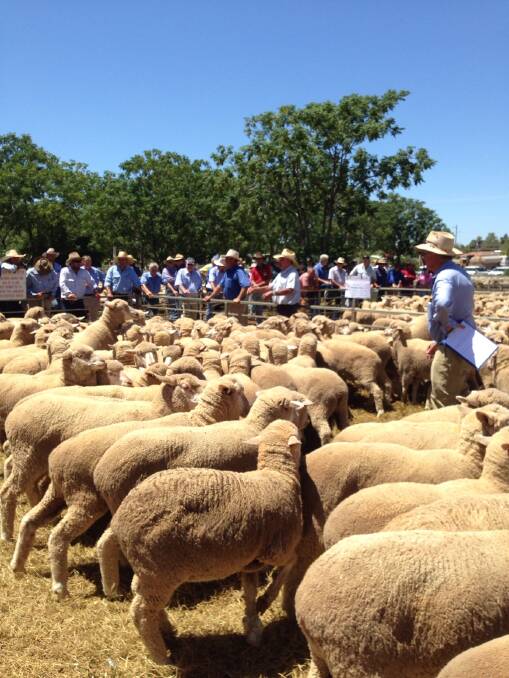 A large crowd of buyers and spectators attended the 12,500 head yarding at Narromine last Wednesday with first-cross ewes topping at $278 and Merino ewes to $202.