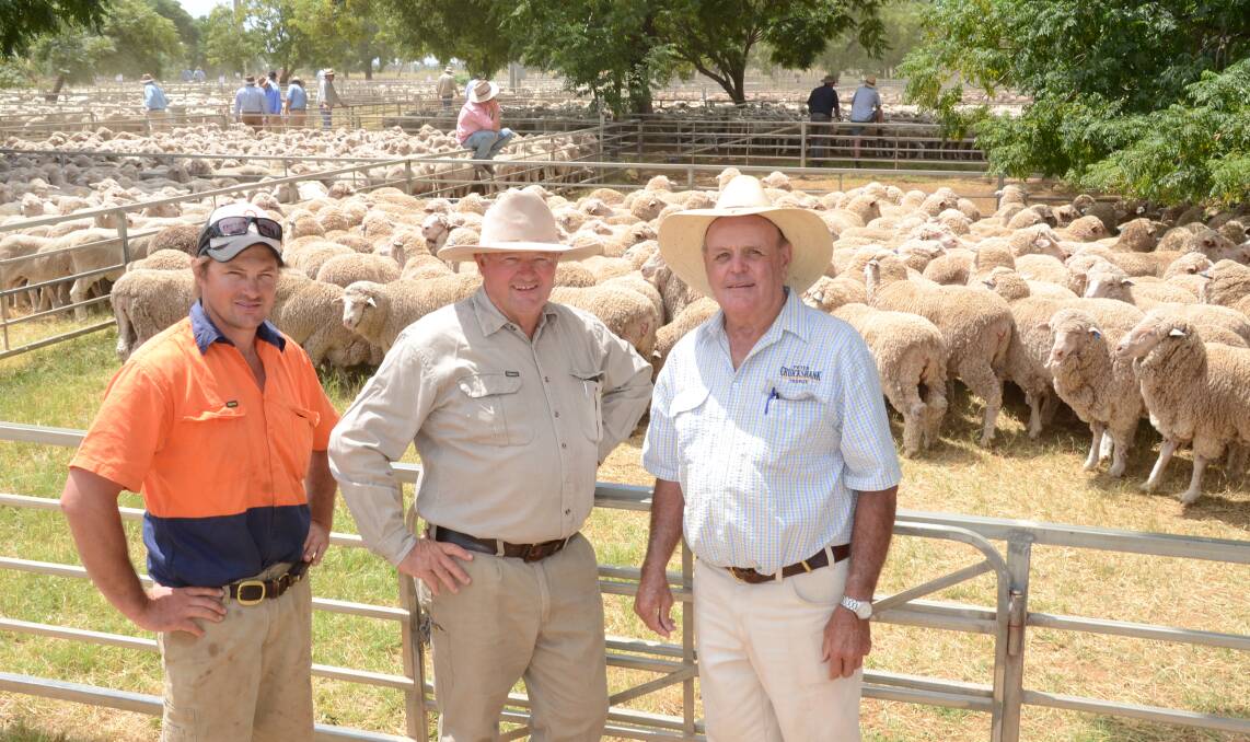 Paul and John Medcalf, “Medowood”, Tottenham, and agent, Peter Cruickshank, Trangie, with the Medcalf’s pen of 145 unjoined Merino ewes, 1 ½ years of Egelabra blood, June shorn which sold at $168 a head to a repeat Forbes district restocker.