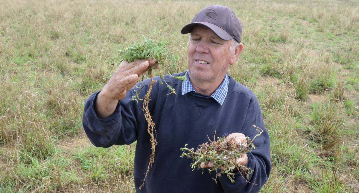 Tooraweenah grazier Brendan Butler inspects serradella and subterranean clover plants for rhizobia nodules in a pasture paddock on "Oakfield", where he grows a combination of legumes with tropical grasses.