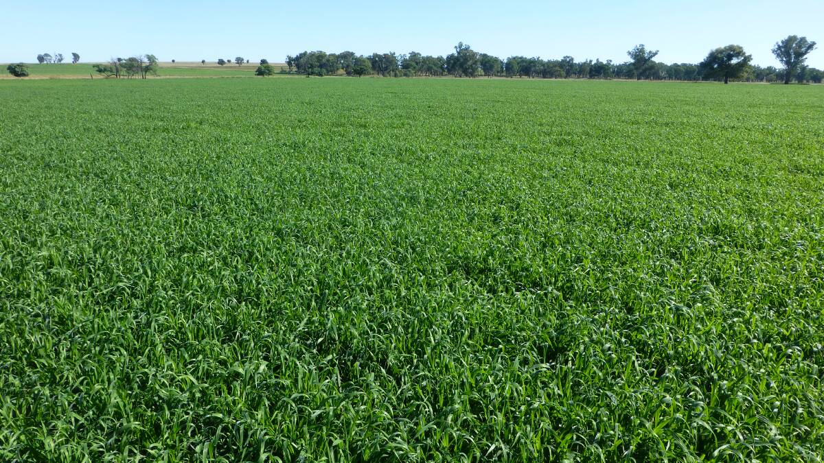 Mid-April 2020 view of an early sown dual-purpose cereal crop. Decisions to apply extra nitrogen are helped by a good understanding of stored soil water levels as well as soil nitrogen test data.