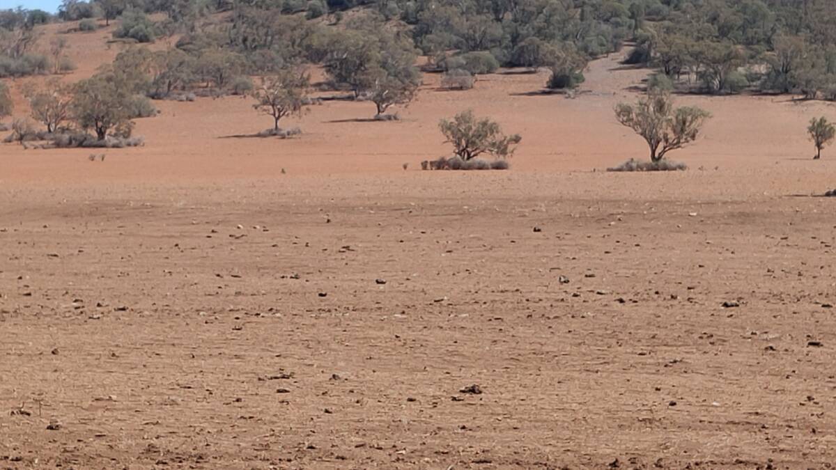 Paddocks coming out of the drought with no groundcover commonly were poor at capturing storm rain events, as well as were vulnerable to wind and water erosion.