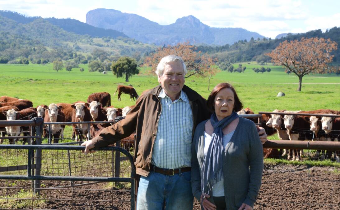 Steve and Lindy Connell with some Hereford heifers in the picturesque Dooroombah valley, Tooraweenah, west of the Warrumbungles. They purchased the 3000 hectare property three years ago and continue breeding Herefords.
