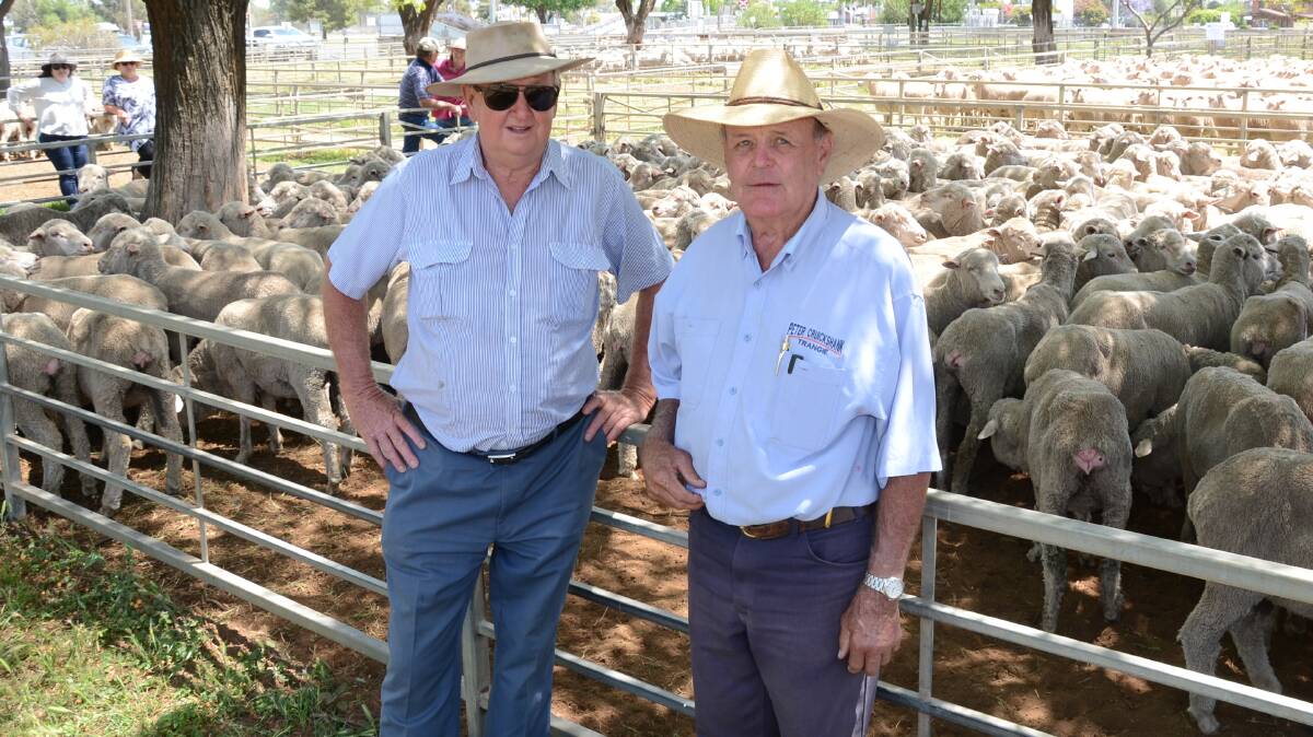 Mike Williams, “Karawatha”, Dubbo, with his agent, Peter Cruickshank, Trangie, in his pen of 337 Merino ewes which topped the Merino section at $170 to an Albert restocker.