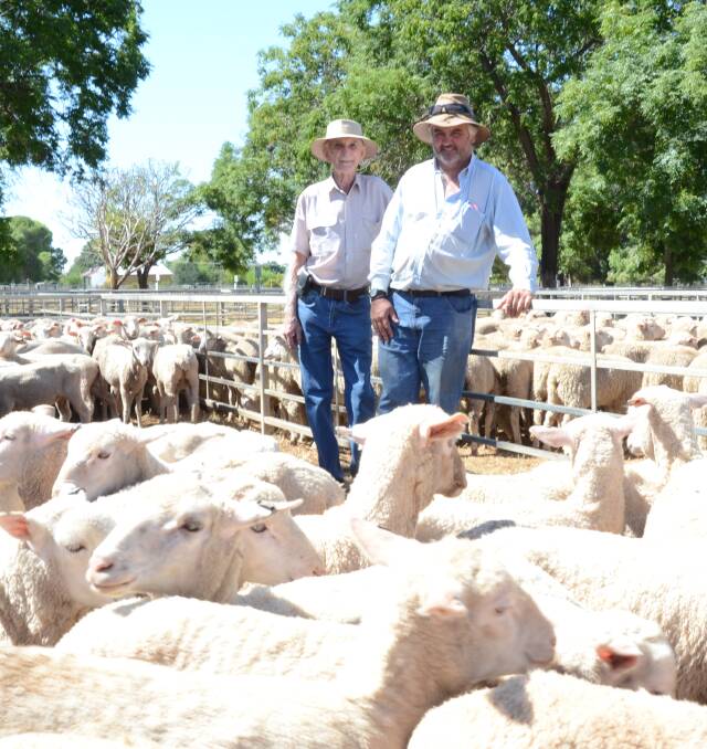 Brian Barton and son Peter, with Peter’s draft of 284 first cross lamb ewes from “Brooklyn”, Wellington, sold in the store lamb section for $90 a head. These were October/November 2016 drop ewes January shorn.