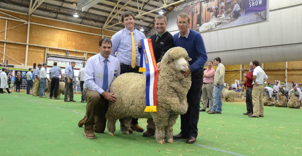 Bocoble Poll stud, Mudgee, exhibited the grand champion Poll Merino ram. This was with the champion March shorn superfine ram growing 17 micron wool which won the six-tooth class. Pictured are judges Peter Rogers, Mt Yulong Poll stud, Telangatuk, Victoria, and John Dalla, Orrie Cowie Poll stud, Warooka, South Australia, and Rick Power, Landmark, Boorowa, sashing, while stud principal, Malcolm Cox holds the ram.