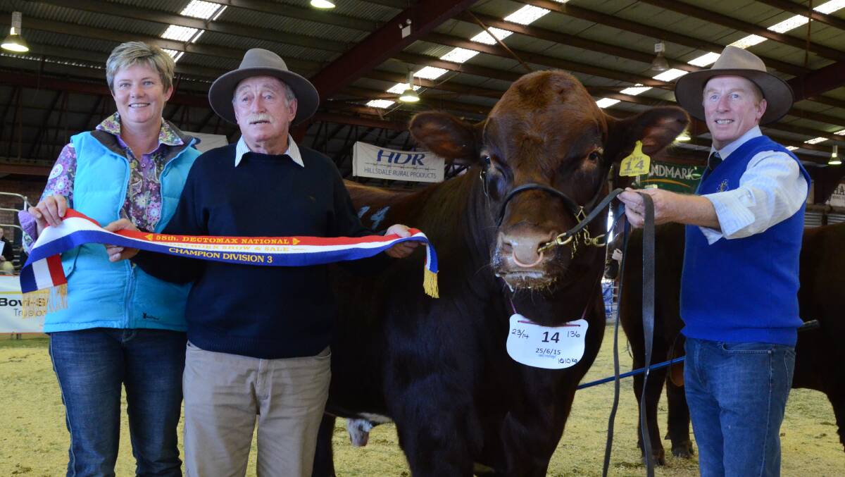 Amanda Carter of Blackjack Shorthorns, Tumut, sashes the grand champion bull, Bayview Usher L83 (P), a roan sired by Ronelle Park Hurricance H242 (P) bred and shown by Kevin and Chris Thompson, Bayview stud, Yorketown, South Australia.