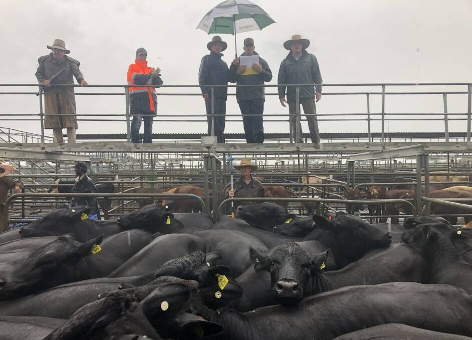 Wonderful rain has given added vigour to sales, particularly heifers, which continue to soar in value. Landmark Milling Thomas recently sold these 37 heifers for 406.2c/kg.
