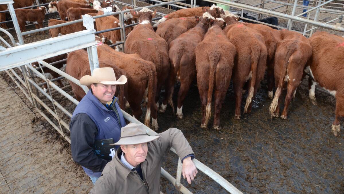 Ray White Rural Dubbo's Daniel Armitage and Joe Donelan with the $1700 top pen of Lockdale Pastoral's 49 Poll Hereford cows with calves from the Woods family, Narromine, dispersal. Another 22 PTIC cows made to $1240.