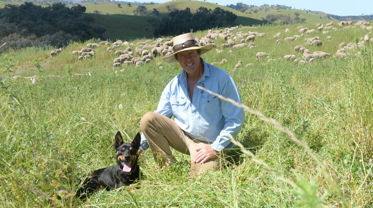 Norm Smith and his Kelpie, Bonnie, with some of his stud ewes with August-drop twin lambs at foot on the slopes within the Yellow Box Grassy Woodland country on Glenwood, Wellington.
