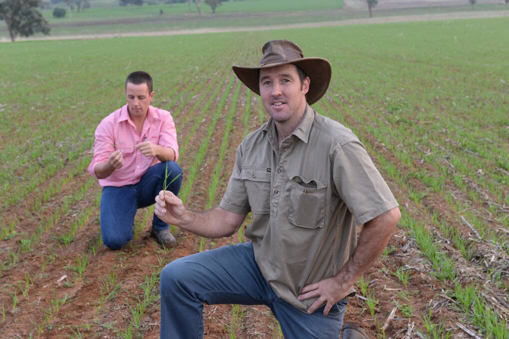 Elders Cowra agronomist, Mitchell Small, examines the first sprouting kittyhawke wheat sown in 15 hectares by Ross Graham (right) at "Wandella", Cowra on March 15, who will graze ewes with lambs in eight weeks before locking it up.