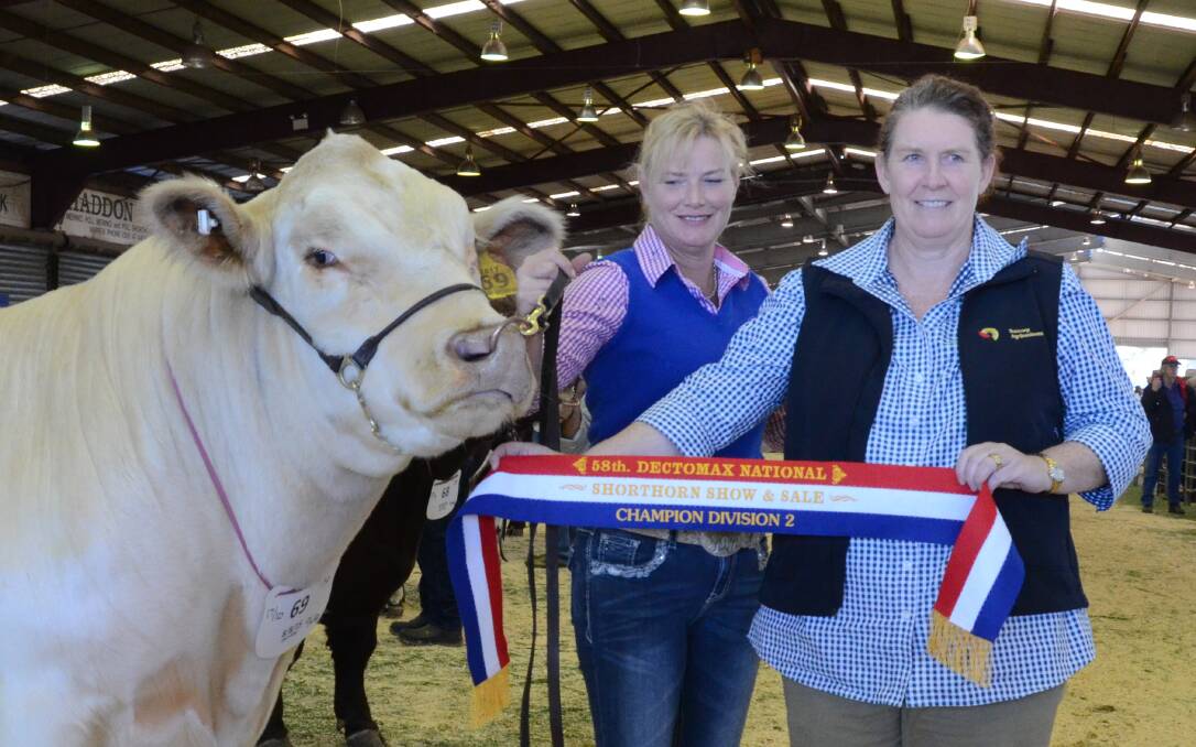 Division 2 champion, Moombi Sparta L37 (P) exhibited by the Job family, Moombi stud, Yeoval, is held by Marie Barnes while Julie Ripper, Suncorp Bank, Dubbo, sashes.