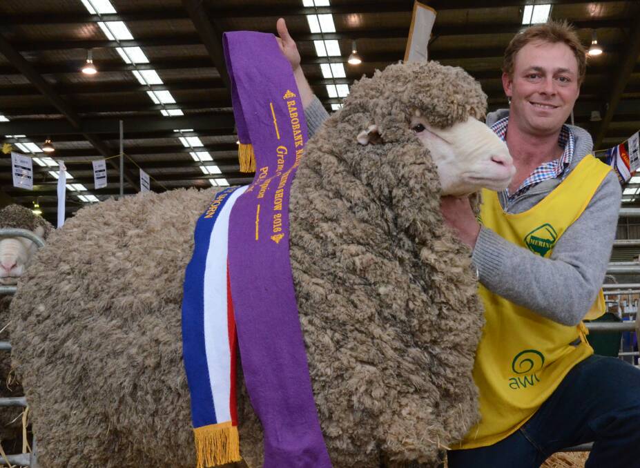 Aaron Granger of Rogara Poll stud, Goulburn, holds his champion fine wool and grand champion Poll Merino ram of the 2016 Rabobank National Merino Sheep Show and Sale at Dubbo yesterday.