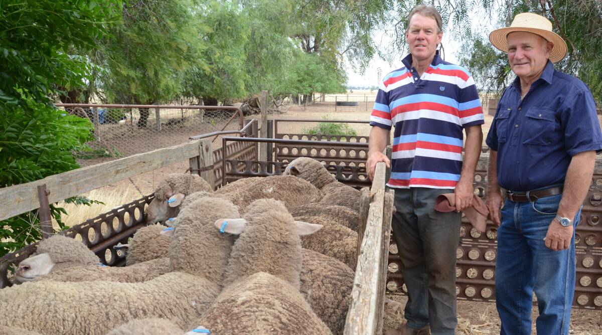 Andrew Koop and his classer, John Johnston, with Mr Koop’s maiden ewes of Austral-Eden blood at “Winnora”, Girral, which won the 2017 West Wyalong Merino Maiden ewe Competition.
