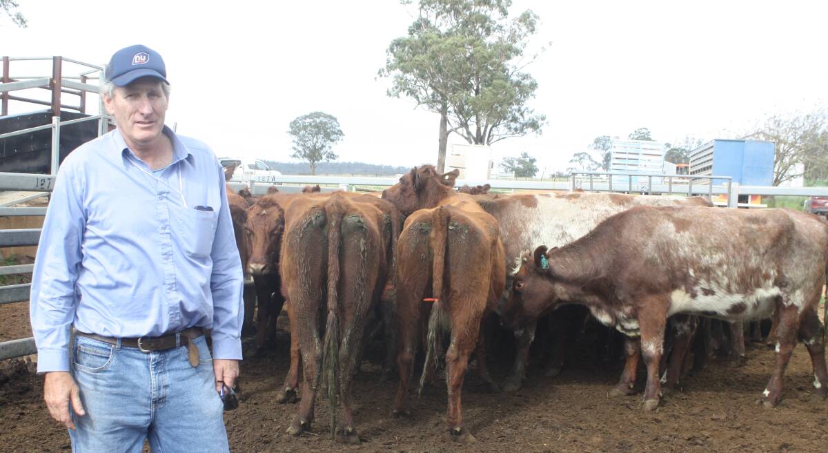 Neil Stanford, "Raheen", Dunedoo purchased this line of PTIC Shorthorn cows from Birkalla Partnership, Dunedoo. They sold for $2175 a head.