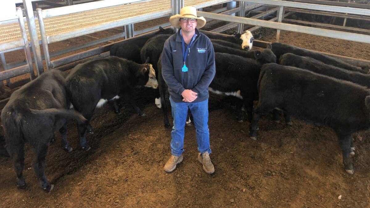 Liam Murphy of Kevin Miller Whitty Lennon and Company, stands with Derribong Partnership, Cumnock heifers which weighed a 210kg average to make $940 while their steers weighing 220kg made $1160.