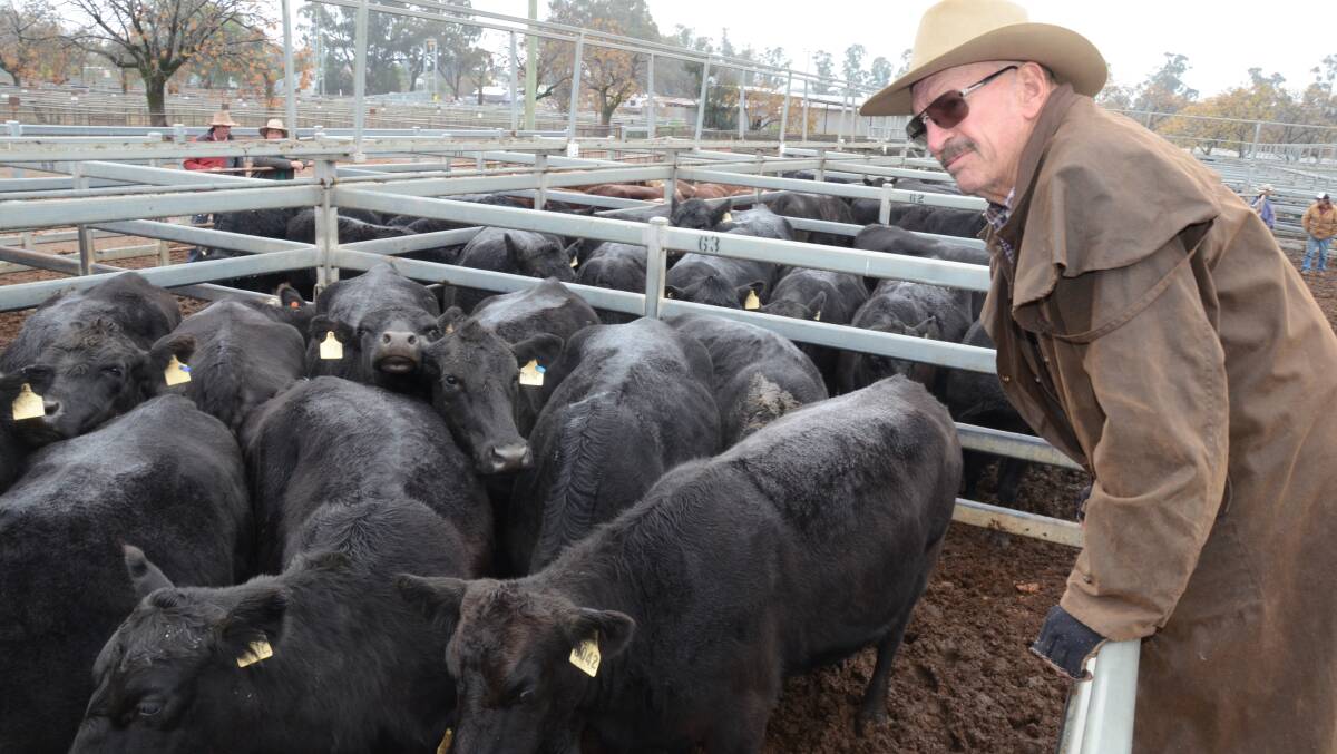 Regular buyer at Dunedoo, John Richard, “Cooinda”, Cassilis, looks over some of the 22 Angus cows, PTIC to Wagyu bulls, he paid up to $1560 a unit.
