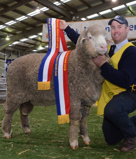 Poll Boonoke, Deniliquin, does it again. For a second consecutive year, stud manager Angus Munro shows the junior champion March-shorn ram at the Rabobank National Merino Sheep Show, Dubbo, with a Riverina Ram of the Year.