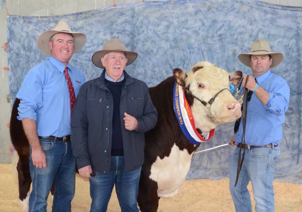 Mark Wilson and Stuart Adlington, Kerlson Pines stud, Keith, SA, with their $40,000 intermediate champion purchase Allendale Gambler L143 (P) held by Alastair Day.