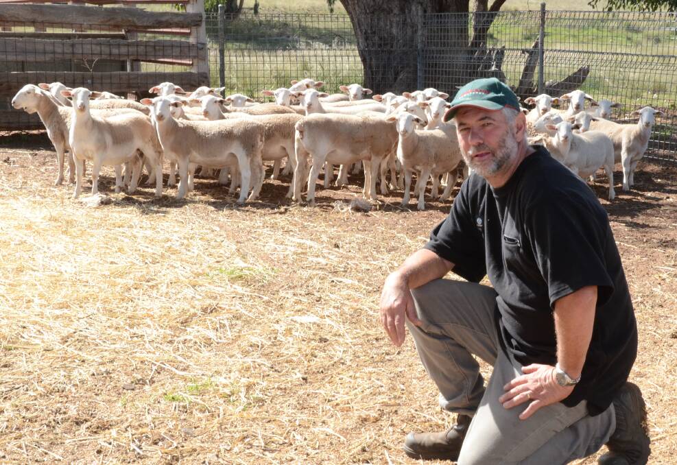 Top Deck White Dorper studmaster, Allan Waldon, with some of his 100 stud ewes at “Borambil”, Mendooran, where he also runs 300 unregistered sheep, producing White Dorper lamb for specialty butcher shops.