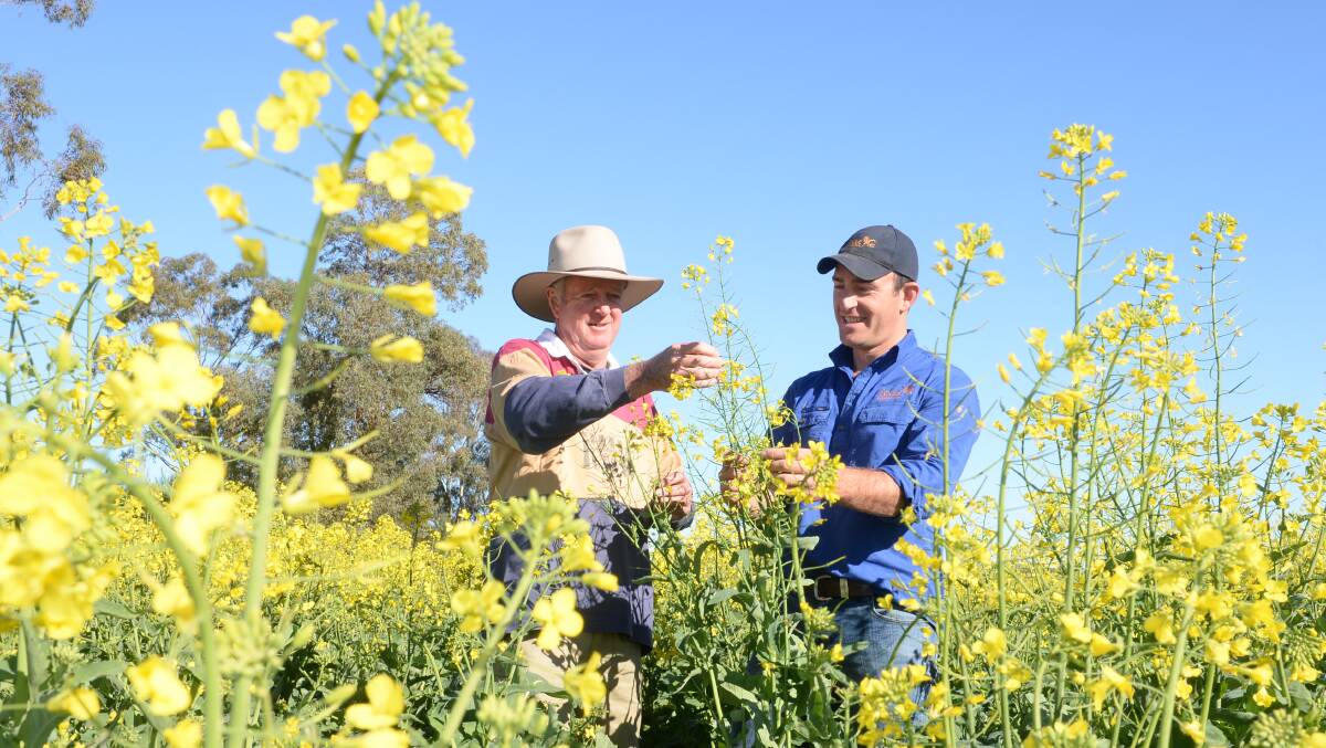 Mark Barden inspects his canola 44Y89 crop already flowering at "Glenwarrie", Edgeroi, with his agronomist, Angus Boileau of Poole Ag Consulting, Moree. Mr Barden sowed the 100 hectare paddock on April 13.
