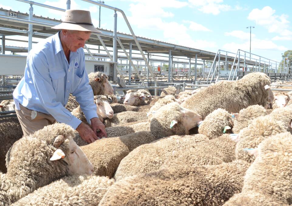 MERINO wethers topped at $154 and Merino lambs from $126 to $143 at Monday's Dubbo prime sheep and lamb sale. Christie and Hood agent Paul Alchin, Gilgandra, is inspecting skin coverage on older wethers before the sale.