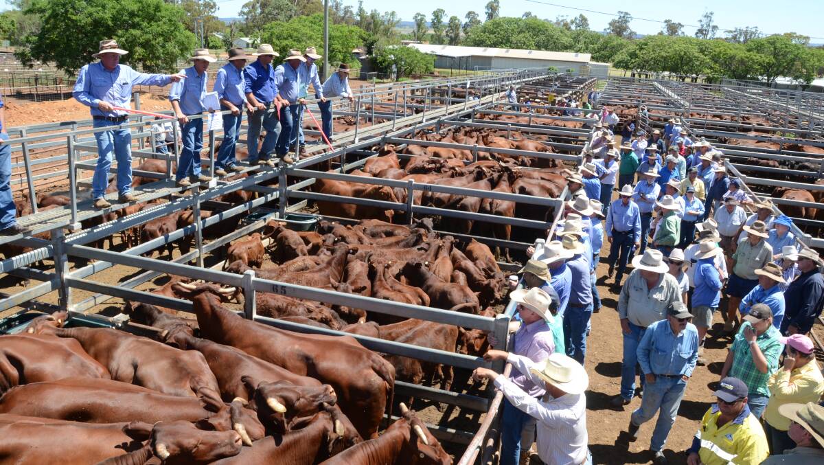 Blairmount Santa Gertrudis cattle being sold at a Dunedoo store cattle sale.