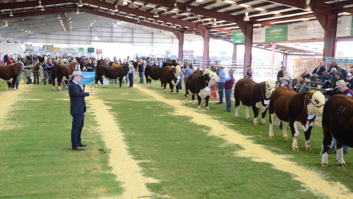 Show day for the 56th Dubbo Poll Hereford National bull show and sale at Dubbo showground, June 5.

