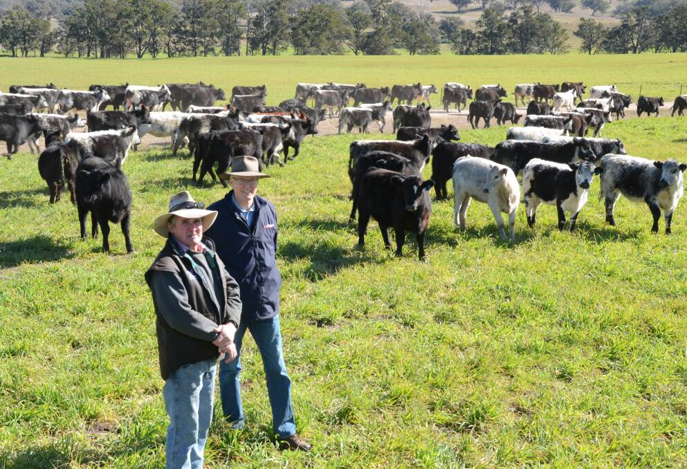 Minnamurra general manager, Dennis Power and principal, David Reid with first cross Speckle Park/Angus heifers September '16 drop and weaned two months ago. will be AI’d to Canadian Speckle Park bulls this November.