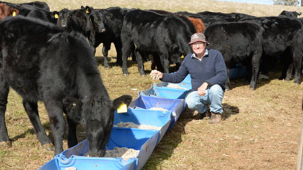 Peter Hickey feeds some of his 10 to 12 month-old weaner Angus/Santa Gertrudis cross steers at "Bellandre Park", Wellington, which he'll grow out until they are 460 kilograms. The mix is of cotton seed and barley and supplementary hand feeding at present is necessary until the season comes good.