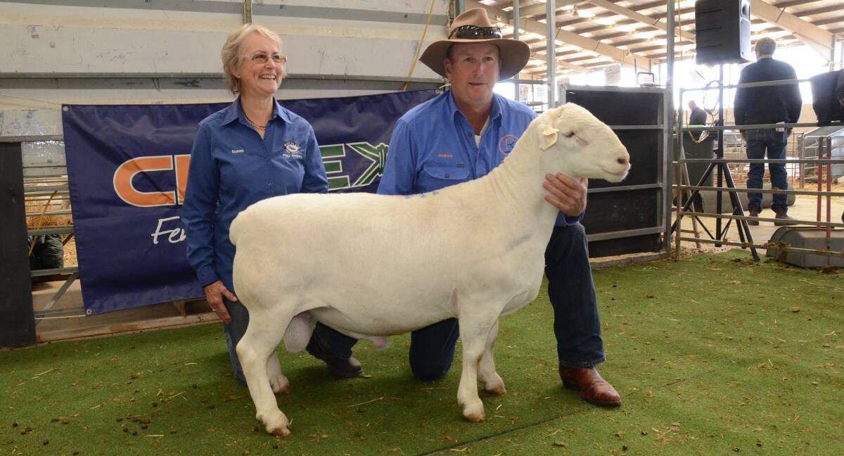 Matchless stud owner Susan Law, Wellington, with her $7500 top-priced ram purchased by Andrew Mosely, Etiwanda stud, Cobar. Matchless stud sold two rams, the other at $4500.