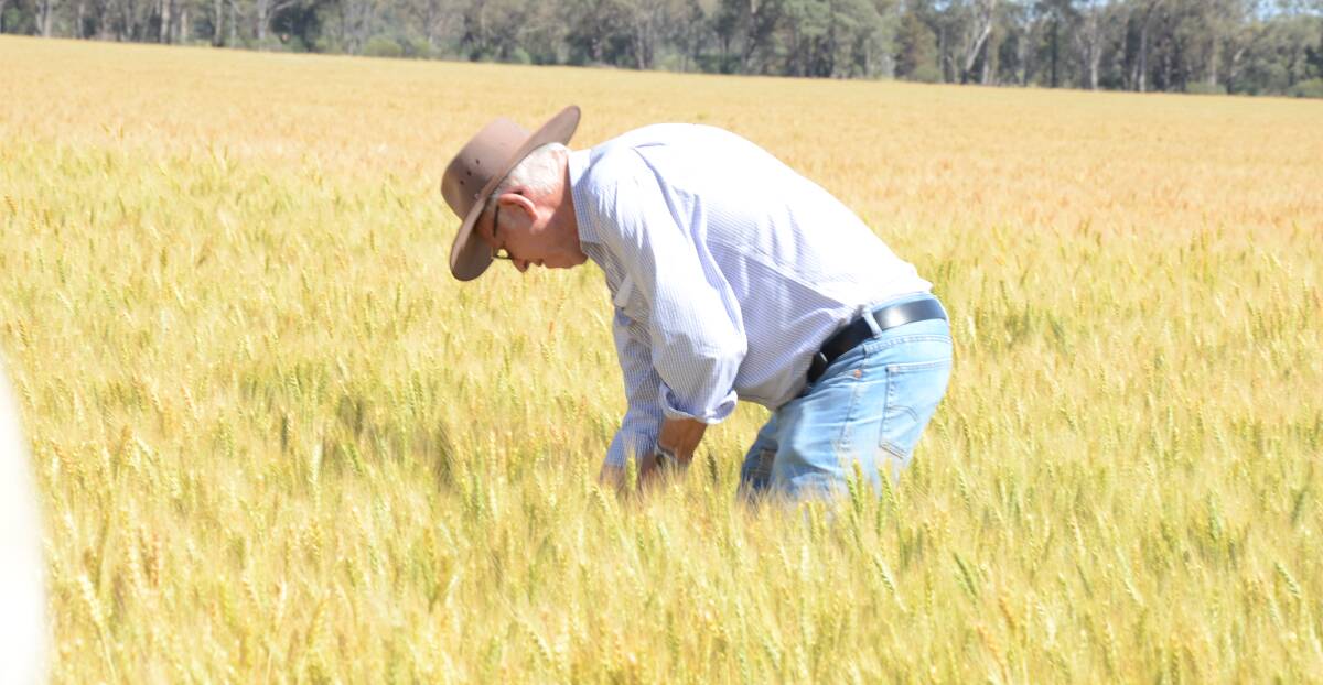 Respected agronomist, Paul Parker, Young, uses his decades of experience to judge the best crops in the state.