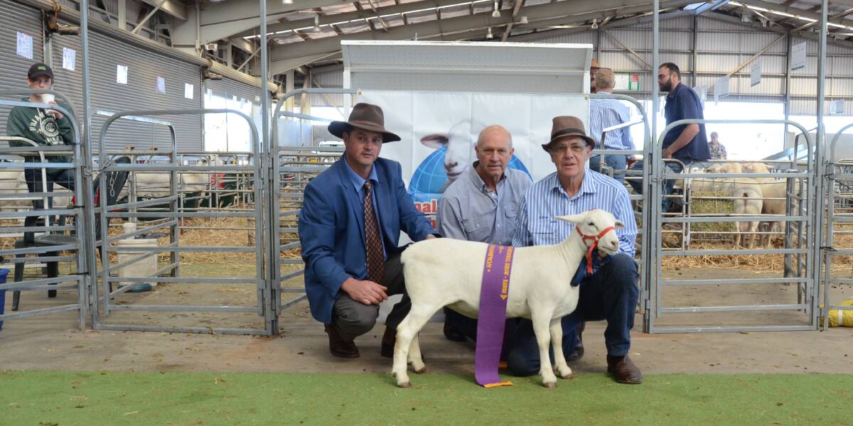 Junior and grand champion ewe with judges Gielie Oberholster, Eugowra, and Kim Weir, Crookwell, with exhibitor Adrian Bell, Highveld stud, Mendooran.