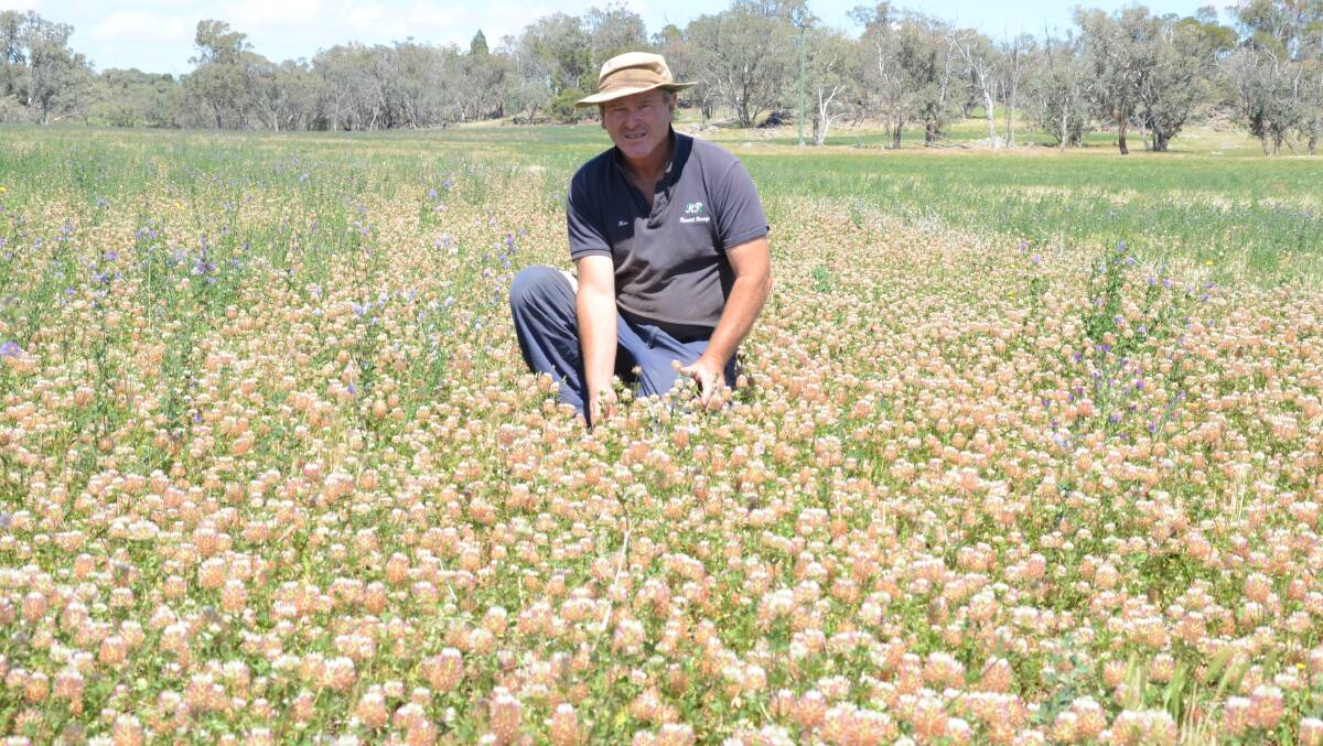 Narrow leaf clover puts on a "show" in a 2.5 hectare plot on "Round Range", Eugowra, being inspected by owner Kevin Welsh. The legume started as a trial and is expanding.