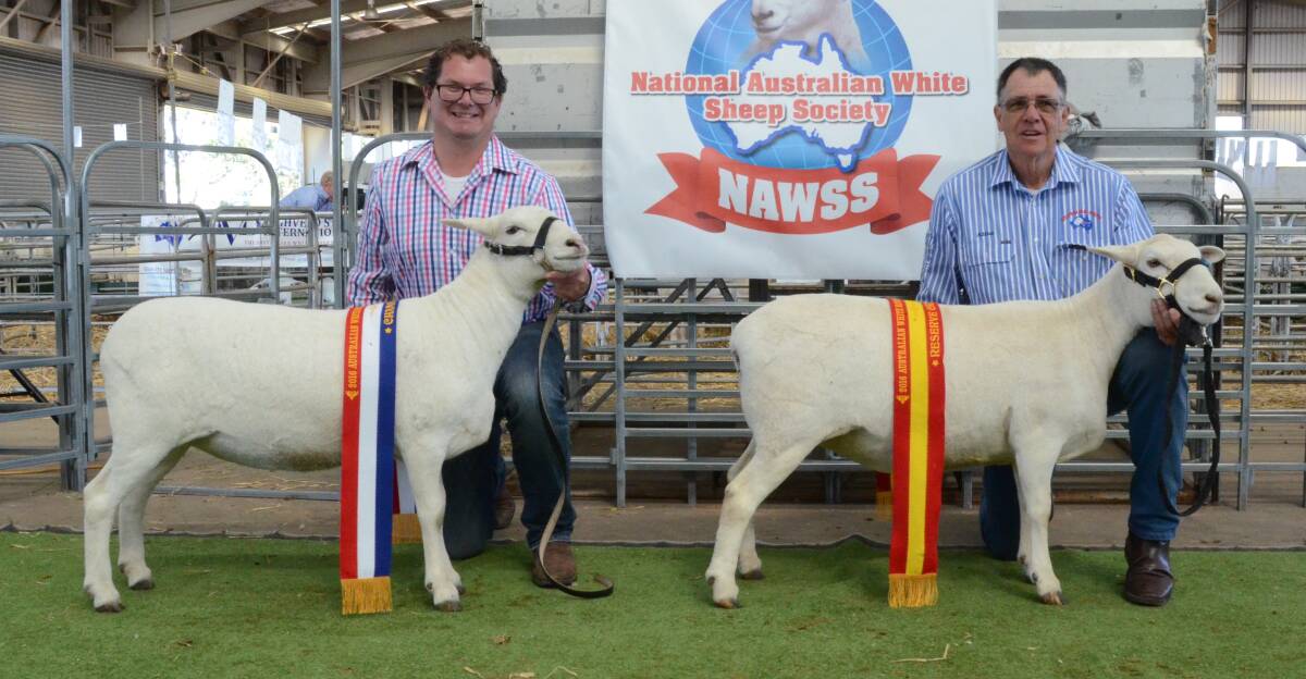 Andrew Rayner, Grathlyn stud, Hargraves, with senior champion ewe and Adrian Bell, Highveld stud, Mendooran, with reserve sold for $2400 (top) to Grathlyn.
