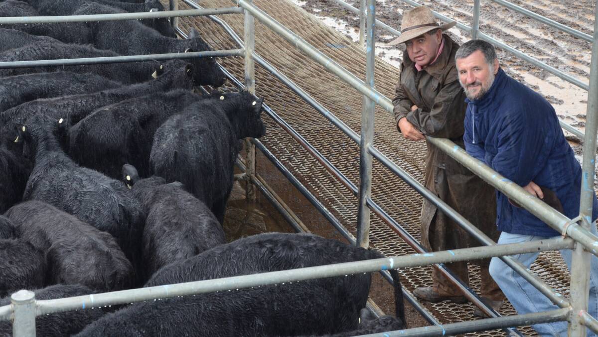 Greg Roberts, Elders, West Wyalong, with first-time vendor to Dubbo, Michael Camenzuli, “Kinvarra”, Tullamore, at the pen of 24 Angus steer weaners 7-8 months of Te Mania blood and out of first calver heifers selling at $860 a head and coming back at $3.44 a kilogram live. Another pen of younger weaners weighing close to 190kg sold at $775 a head coming back at $4.07/kg.