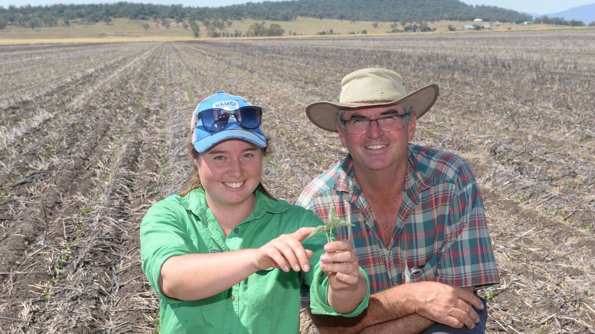 Emily McRae and her father, Phil, examine the growth of a mung bean plant at "Boonah", Breeza, which she planted in 19 hectares on November 5 at 23 kilograms/ha in 50 centimetre spacings in their first attempt at growing the legume.