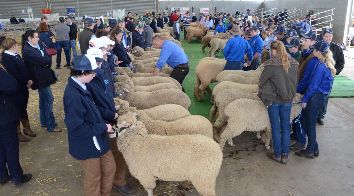 With so many Merino wethers the sections were split into fine wool and strong wool. Pictured is co-judge, Tony Inder, Allendale stud, Wellington, inspecting each animal.