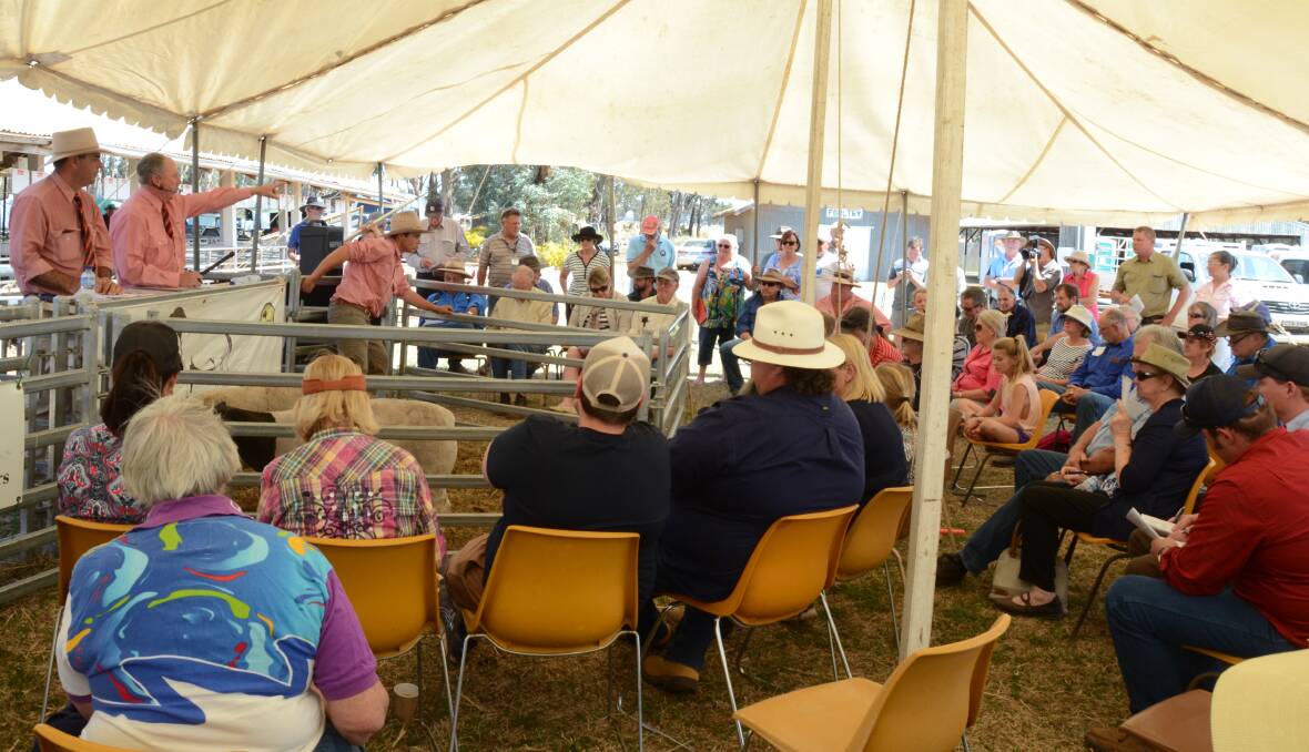 Elders conducted the sale at Peak Hill showground today.