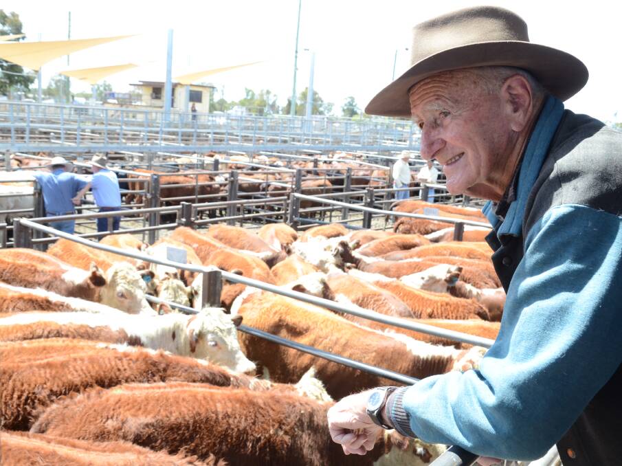 Jim Pearce observes pens of Poll Hereford cows on offer at a recent Dubbo store cattle sale and pondered whether to buy as prices for store females have been increasing and even levelling with prime cattle markets lately.