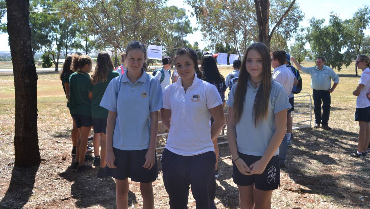 Gilgandra High School students Robyn Holland, Tianna Watt and Shanae Shepherd were anxious to obtain their wethers during the day at Dubbo TAFE Western.