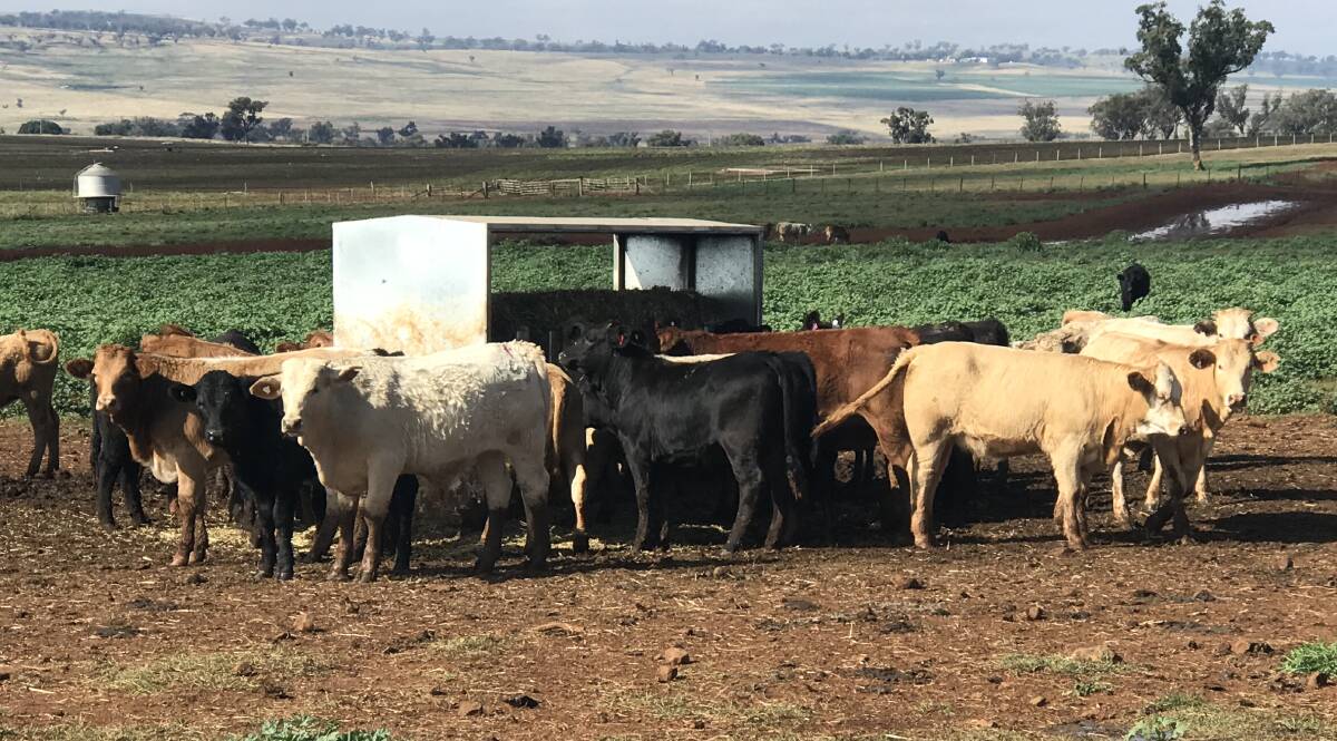 New arrivals have ample access to feed mix and vetch hay in the starter paddocks at Alexander Downs Feedlot, Merriwa, while settling-in for a week before moving out into graze and grain paddocks.