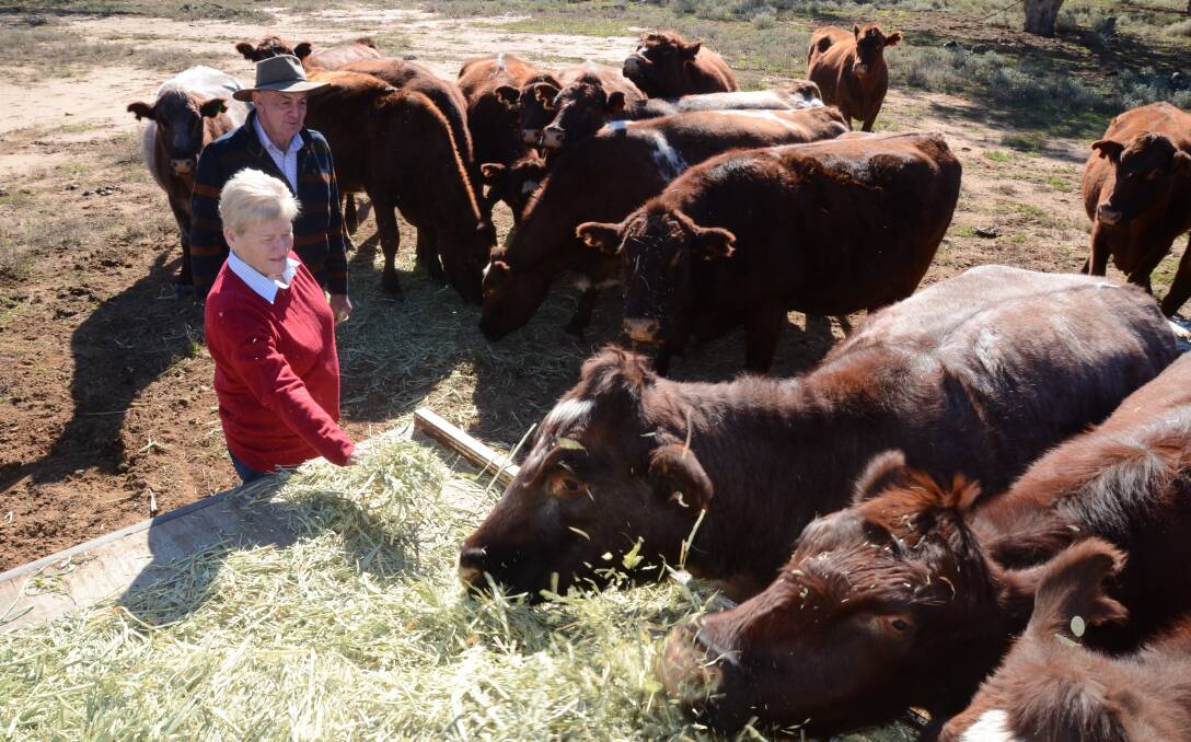 Pat and Richard Slack-Smith among their six and seven year-old Poll Shorthorn breeders now calving to Polldale bulls at "Lezayre", Burren Junction.