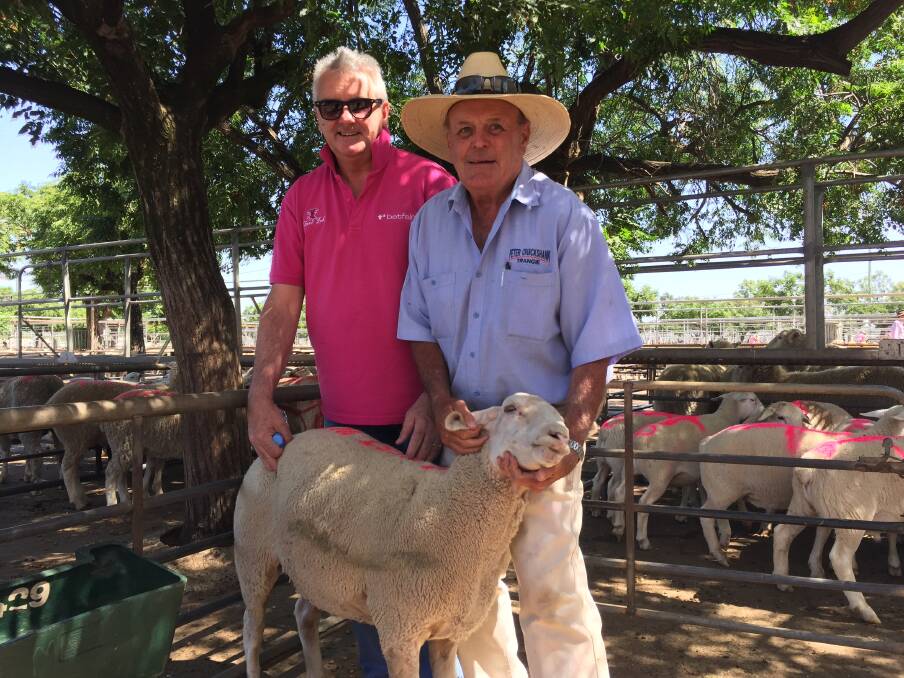 Trangie publican and organiser, Shane Dolton, and auctioneer, Peter Cruickshank, Trangie, handle one of the 38 sheep they sold (and resold) to raise $8380 for the McGrath Foundation at auction before Monday's prime sheep and lamb sale at Dubbo saleyards.